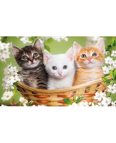 Calendari Illustrati 12 Fogli Cani & Gatti Santa Teresa di Riva - Messina