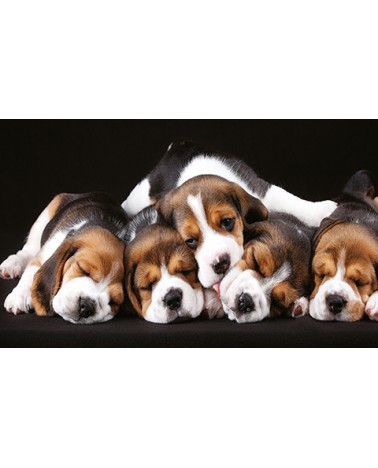 Calendari Illustrati 12 Fogli Cani & Gatti Santa Teresa di Riva - Messina