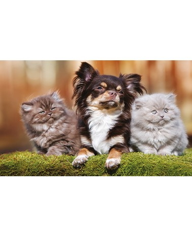 Calendari Illustrati 12 Fogli Cani & Gatti Santa Teresa di Riva - Messina