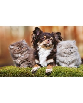 Calendari Illustrati 12 Fogli Cani & Gatti Santa Teresa di Riva - Messina