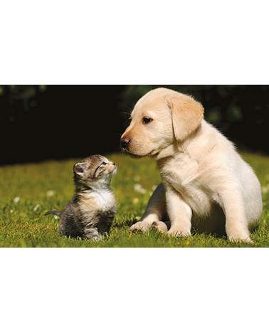 Calendari Illustrati 12 Fogli Cani & Gatti Santa Teresa di Riva - Messina