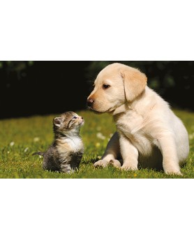 Calendari Illustrati 12 Fogli Cani & Gatti Santa Teresa di Riva - Messina