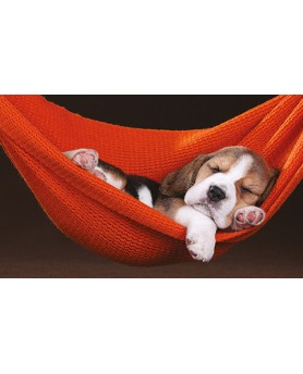 Calendari Illustrati 12 Fogli Cani & Gatti Santa Teresa di Riva - Messina