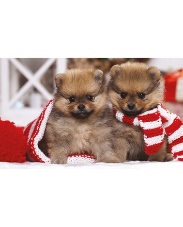 Calendari Illustrati 12 Fogli Cani & Gatti Santa Teresa di Riva - Messina