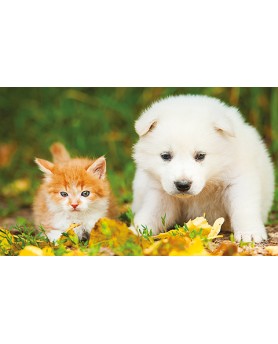 Calendari Illustrati 12 Fogli Cani & Gatti Santa Teresa di Riva - Messina